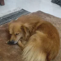 سگ پیداشده