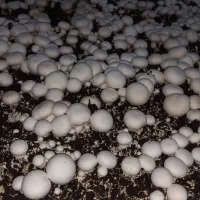جذب نیرو کار خانم