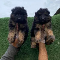 ژرمن شپرد کینگ سایز|سگ|شاهدشهر, |دیوار