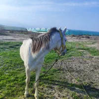 اسب|اسب و تجهیزات اسب‌سواری|جیرفت, |دیوار