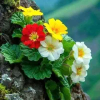 خط رندشاتل۰۹۹۸۱۴۰۴۷۰۰