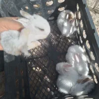 خرگوش نی نی|موش و خرگوش|برازجان, |دیوار