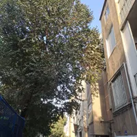 فروش زمین ۶۵ متری در کمیل شاه محمدی|فروش زمین و ملک کلنگی|تهران, هاشمی|دیوار