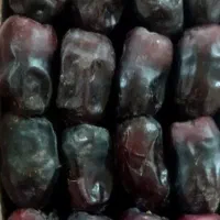 خرمای دهشتر ۱۶۰سه ردیف ۲۰دوردیف