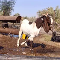 نری پاکستانی.نربز پاکستانی.بز نر|حیوانات مزرعه|جیرفت, |دیوار