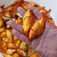 ماهی قرمز|ماهی|سنگر, |دیوار