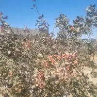 زمین-فروشی-پشت-هتل-علمدار