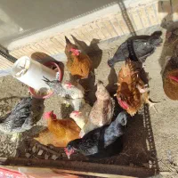 مرغ تخم گذار