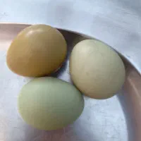 پرنده
