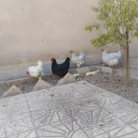 مرغ تخمگذار