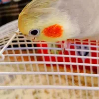 عروس سخنگو|پرنده|رضوانشهر, |دیوار