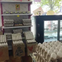 مرغ و تخم مرغ عمده و خرده