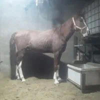 اسب|اسب و تجهیزات اسبسواری|ورامین, شهرک صنعتی خیرآباد|دیوار