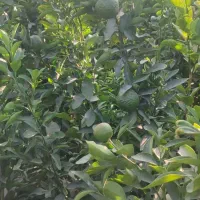 فروش انواع نهال مرکبات|خدمات باغبانی و درختکاری|عنبرآباد, |دیوار