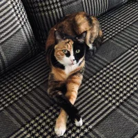 گربه گمشده نامجو|حیوانات|مشهد, شهید بهشتی|دیوار