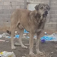 پژدر درجه یک از هر نظر