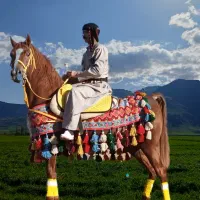 اسب اصیل کورد