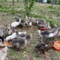 جوجه غاز دو رگ ۲ ماهه