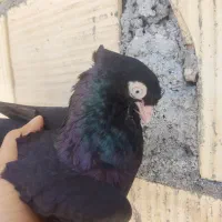 زاغ آبادانی اصیل واکسی