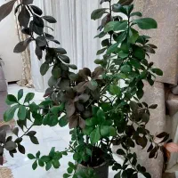 گل فردوس سبز و ارغوانی(قهوه ای)