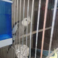 جفت عروس هلندی