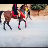 اسب عرب و ایرانی