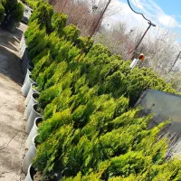 کاج همیشه جوان سرو کامیس گلخانه اسدپور