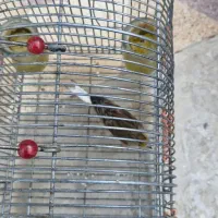 سهره.سینه سرخ قتاری ابلق