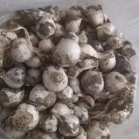 موسیر وحشی