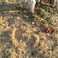 خر جوان|حیوانات مزرعه|شهرضا, |دیوار