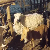 بره. نر