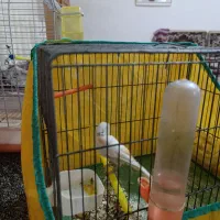 قناری نر و ماده