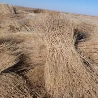 جارو محلی