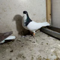 شصتی سیاه نر مست خوشرنگ سرخ ماده