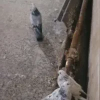 باسلام خدمت دوستان عزیز