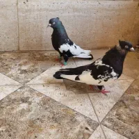 کفتر سینه سیاه