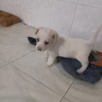 واگذاری اشپیتز|سگ|بهشهر, |دیوار