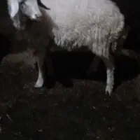 بره قوچ
