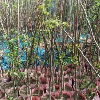 مستقیم و بدون واسطه بخرید|گل و گیاه طبیعی|تکاب, |دیوار