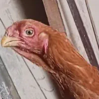 مرغ تاج مهر ایرانی اصیل نوک طوطی