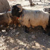 یک راس نرمیش