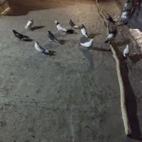 نر گوره ما طوقی دوتا سر ته سیا بقیشونم تهرانی|پرنده|بروجرد, |دیوار