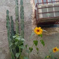 کاکتوس۳متری با۵پاجوش و۵شاخه۲متری