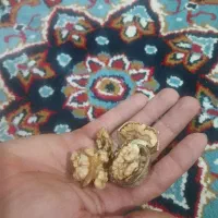 گردو پوست کاغذی