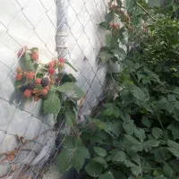 فروش بوته تمشک ونهالهای سیاه ریشه