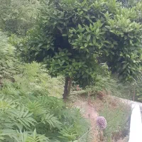 فروش یک قطعه زمین ویلایی لاکچری در آستارا|فروش زمین و ملک کلنگی|لوندویل, |دیوار