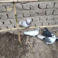 کبوتر|پرنده|ساوه, |دیوار