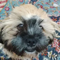 توله سگ شیتزو