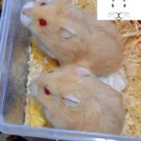 دو عدد همستر