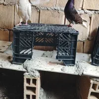 ماده اشعل گرفتنی